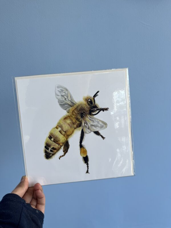 8x8 Honeybee Illustration Print